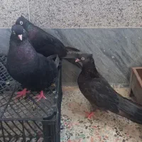 ۳عددآبادانی ۱نرو۲ماده|پرنده|اهواز, پردیس|دیوار