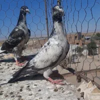یک جفت جوجه سار المان