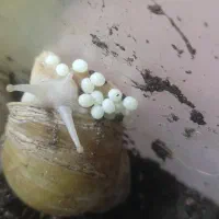 حلزون مولد و خاک مخصوص حلزون و تخم حلزون|خزنده|سنندج, |دیوار