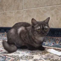 اسکاتیش ماده