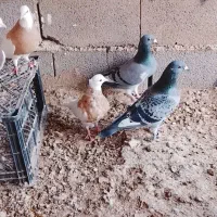 تعدادی کبوتر طوقی. قیمت مناسب به فروش میرسد