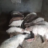 بره|حیوانات مزرعه|شیروان (خراسان), |دیوار