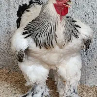 فروش تخم مرغ  محلی