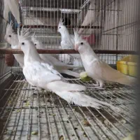 جوجه عروس هلندی البینو و کوتوله