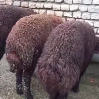 دو عدد بره نر افشاری