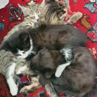واگذاری بچه گربه