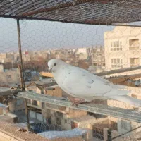 کبوتر پرشی|پرنده|ابهر, |دیوار