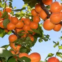 فروش بهترین نهال زردالو با ضمانت کتبی ده ساله|خدمات باغبانی و درختکاری|سلماس, |دیوار