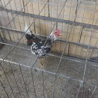 خروس گلین بومی