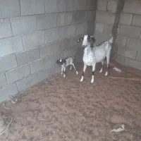 بزجوان|حیوانات مزرعه|قلعه قاضی, |دیوار