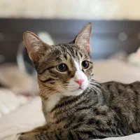 گربه dsh واکسن زده