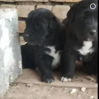 واگذاری سگ قدرجونی نر و ماده