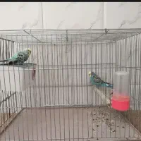 مرغ عشق مولد پروانه ای همراه با تمامی لوازم