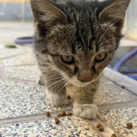 واگذاری بچه گربه