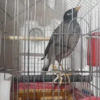 مرغ مینا سخنگو|پرنده|کرمان, |دیوار