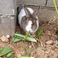 خرگوش|موش و خرگوش|یاسوج, |دیوار