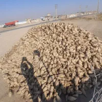 چغندر قند تازه|عمده‌فروشی|بشاریات, |دیوار