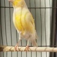 قناری نر ۲عدد