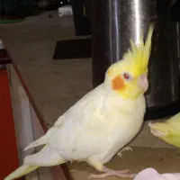 حیوانات خانگی