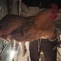 مرغ و خروس برهما بوف