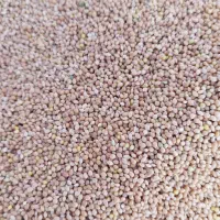 ارزن اوکراینی ومحلی|لوازم جانبی حیوانات|آفتاب, |دیوار