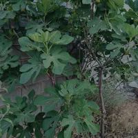 باغ شهری تپه سبز قلات