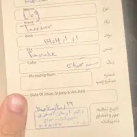 اصیل مایل ب معاوضه|سگ|قزوین, |دیوار