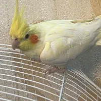 عروس هلندی زعفرانی