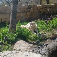 فروش خر میان سال