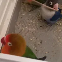 کوتوله برزیلی