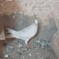 پنج عدد کبوتر دوتا نر یه تا ماده سبز آلمانی ساده|پرنده|سبزوار, رباط|دیوار