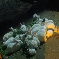 خرگوش|موش و خرگوش|خرمشهر, |دیوار