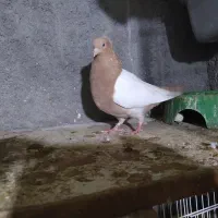 کبوتر|پرنده|مشهد, کوی پلیس|دیوار