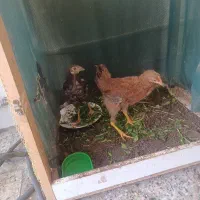 جوجه ب قفسه