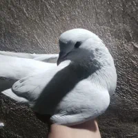 ۴ عدد کبوتر پرشی