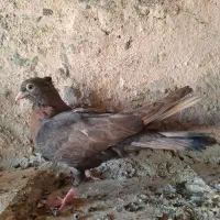 جوجه زاغ|پرنده|قلعه قاضی, |دیوار