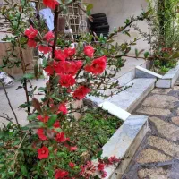 باغ-آماده-فروشی-در-منطقه-شاهنامه