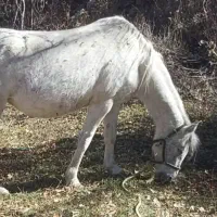 کره نریان ترکی فوق دمگیر|اسب و تجهیزات اسبسواری|شیراز, قلات|دیوار