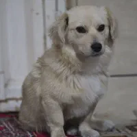 پامر اشپیتز