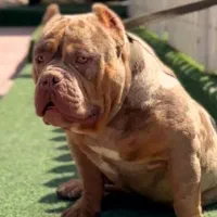 آمریک بولی|سگ|بومهن, |دیوار