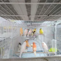 فروش انواع قناری وپرندگان زینتی دان قفس لوازم جانب|پرنده|مشهد, فرهنگیان (شهرک غرب)|دیوار