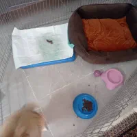 سگ پاپی ماده پامرانین|سگ|فلاورجان, |دیوار