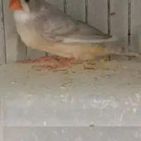 فنج|پرنده|قنوات, |دیوار