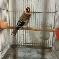 جوجه سهره قفسی