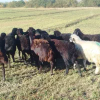 قزل افشار|حیوانات مزرعه|فیروزآباد (آذربایجان), |دیوار