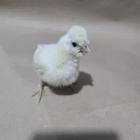 جوجه سلطان و لهستانی و برهما|حیوانات مزرعه|پیشوا, |دیوار