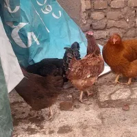 سه عدد مرغ تخمی