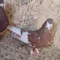 ماده یال سرخ گلدار|پرنده|شیراز, میانرود|دیوار