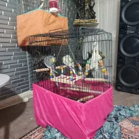 عروس هلندی سخنگو|پرنده|مشکین‌دشت, |دیوار