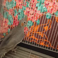 پرنده|پرنده|فرح دشت, |دیوار